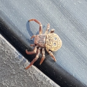 Cymbacha ocellata at Bungendore, NSW - 11 Aug 2024 02:00 PM