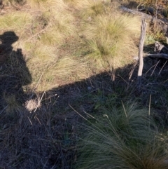 Nassella trichotoma at Watson, ACT - 11 Aug 2024