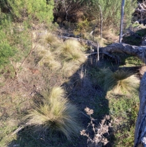 Nassella trichotoma at Watson, ACT - 11 Aug 2024