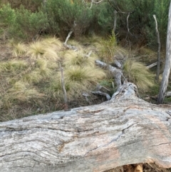 Nassella trichotoma at Watson, ACT - 11 Aug 2024