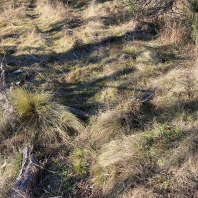 Nassella trichotoma (Serrated Tussock) at Watson, ACT - 11 Aug 2024 by waltraud