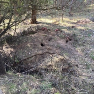 Oryctolagus cuniculus at Watson, ACT - 11 Aug 2024