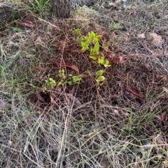 Asparagus asparagoides (Bridal Creeper, Florist's Smilax) at Watson, ACT - 11 Aug 2024 by waltraud