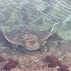 Myliobatis tenuicaudatus (Southern Eagle Ray) at Tathra, NSW - 11 Aug 2024 by MattYoung