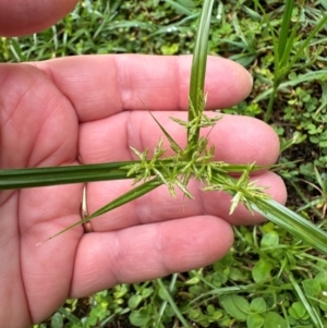 Cyperus sphacelatus at Bramston Beach, QLD - 12 Aug 2024