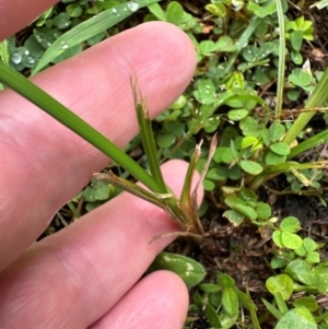 Cyperus sphacelatus at Bramston Beach, QLD - 12 Aug 2024