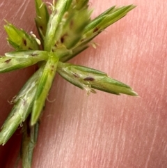 Cyperus sphacelatus at Bramston Beach, QLD - 12 Aug 2024