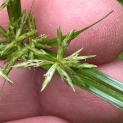 Cyperus sphacelatus at Bramston Beach, QLD - 12 Aug 2024