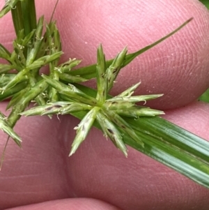 Cyperus sphacelatus at Bramston Beach, QLD - 12 Aug 2024