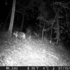 Phascolarctos cinereus (Koala) at Pappinbarra, NSW - 15 Jul 2024 by jonvanbeest