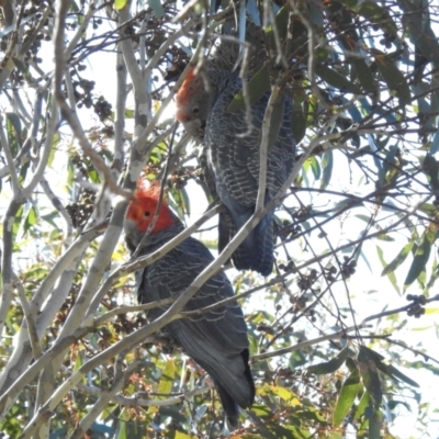 Callocephalon fimbriatum (Gang-gang Cockatoo) at Kambah, ACT - 11 Aug 2024 by JohnBundock