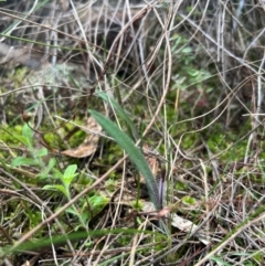 Caladenia actensis (Canberra Spider Orchid) by RangerRiley