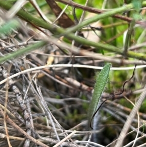 Caladenia actensis at suppressed - 12 Aug 2024