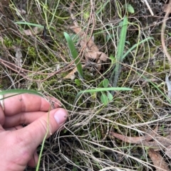 Caladenia actensis at suppressed - 12 Aug 2024