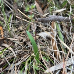 Caladenia actensis (Canberra Spider Orchid) at Hackett, ACT by RangerRiley