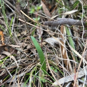 Caladenia actensis at suppressed - suppressed