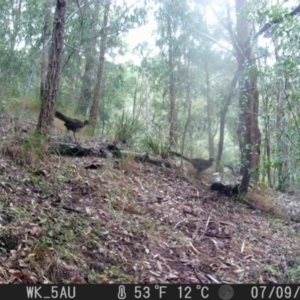 Menura novaehollandiae at Pappinbarra, NSW - 9 Jul 2024