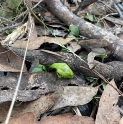 Pterostylis nutans (Nodding Greenhood) at Acton, ACT - 11 Aug 2024 by NedJohnston