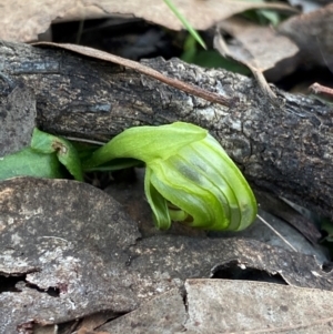 Pterostylis nutans at Acton, ACT - suppressed