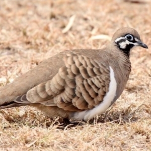 Geophaps scripta scripta at Carnarvon Park, QLD - 1 Jul 2023