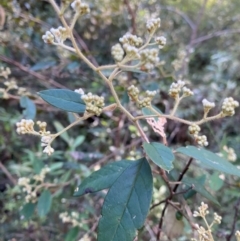 Pomaderris ligustrina subsp. ligustrina (Privet Pomaderris) at Wingello, NSW - 21 Jul 2024 by NedJohnston