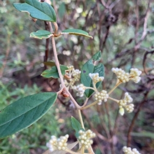 Pomaderris ligustrina subsp. ligustrina at Wingello, NSW - 21 Jul 2024