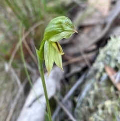 Bunochilus umbrinus (Broad-sepaled Leafy Greenhood) at Acton, ACT - 11 Aug 2024 by NedJohnston