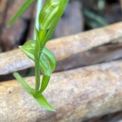 Bunochilus montanus (Montane Leafy Greenhood) at Paddys River, ACT - 27 Jul 2024 by NedJohnston