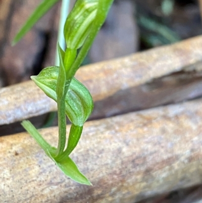 Bunochilus montanus (Montane Leafy Greenhood) at Paddys River, ACT - 27 Jul 2024 by NedJohnston