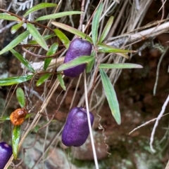 Billardiera macrantha (Mountain Appleberry) at Uriarra Village, ACT - 28 Jul 2024 by NedJohnston