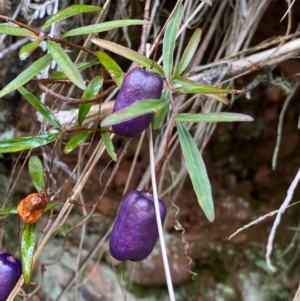 Billardiera macrantha at Uriarra Village, ACT - 28 Jul 2024