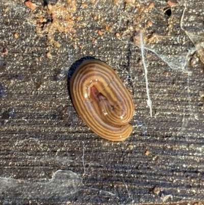 Fletchamia quinquelineata (Five-striped flatworm) at Manton, NSW - 17 Jun 2024 by NedJohnston