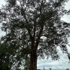 Melaleuca leucadendra (Weeping Paperbark) at Bramston Beach, QLD - 12 Aug 2024 by lbradley