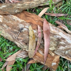 Melaleuca leucadendra at Bramston Beach, QLD - 12 Aug 2024 11:09 AM