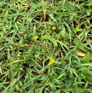 Stylosanthes hamata at Bramston Beach, QLD - 12 Aug 2024