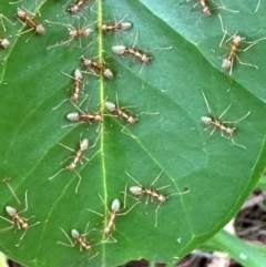 Oecophylla smaragdina (Green Tree Ant) at Bramston Beach, QLD - 12 Aug 2024 by lbradley