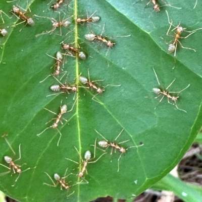 Oecophylla smaragdina (Green Tree Ant) at Bramston Beach, QLD - 12 Aug 2024 by lbradley