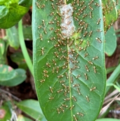 Oecophylla smaragdina at Bramston Beach, QLD - 12 Aug 2024 11:02 AM