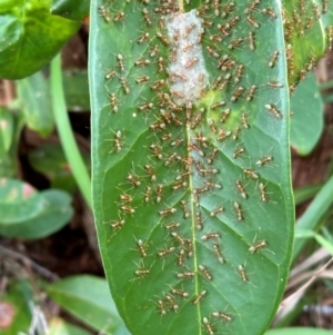 Oecophylla smaragdina at Bramston Beach, QLD - 12 Aug 2024 11:02 AM