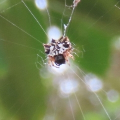 Gasteracantha sp. (genus) at Bramston Beach, QLD - 12 Aug 2024 by lbradley