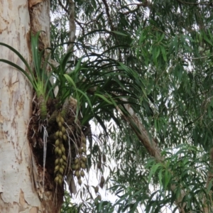 Cymbidium sp. at Bramston Beach, QLD - suppressed