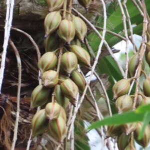 Cymbidium sp. at Bramston Beach, QLD - suppressed