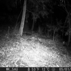 Potorous tridactylus at Pappinbarra, NSW - 1 May 2022 by jonvanbeest