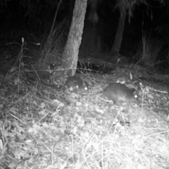 Potorous tridactylus at Pappinbarra, NSW - 1 May 2022 09:39 PM