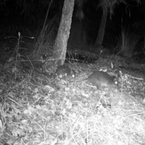 Potorous tridactylus at Pappinbarra, NSW - 1 May 2022