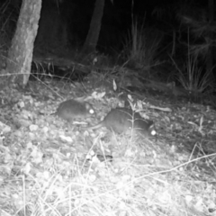 Potorous tridactylus at Pappinbarra, NSW - 1 May 2022 09:39 PM