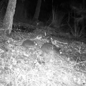 Potorous tridactylus at Pappinbarra, NSW - 1 May 2022 09:39 PM