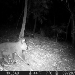 Phascolarctos cinereus (Koala) at Pappinbarra, NSW - 19 Sep 2021 by jonvanbeest