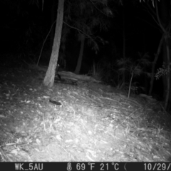 Phascogale tapoatafa (Brush-tailed Phascogale) at Pappinbarra, NSW - 29 Oct 2021 by jonvanbeest