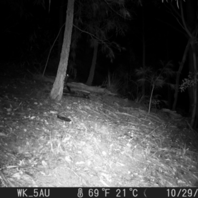 Phascogale tapoatafa (Brush-tailed Phascogale) at Pappinbarra, NSW - 29 Oct 2021 by jonvanbeest